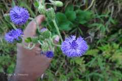 Adenoon indicum